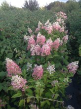 image (1)71